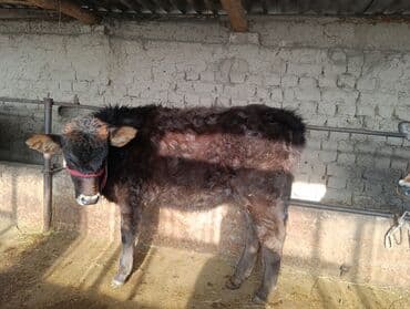 Продаю | Тёлка | Алатауская | На откорм | Привязанные at lalafo.kg Продаю | Тёлка | Алатауская | На откорм | Привязанные