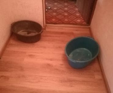 Таз большой овальный,цена за штуку lalafo.kg да Таз большой овальный,цена за штуку