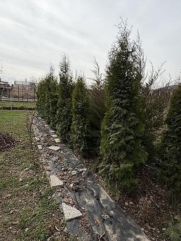 Продаю! Можжевельник коллоновидный - от 2х метров (4000 сом) at lalafo.kg Продаю! Можжевельник коллоновидный - от 2х метров (4000 сом)