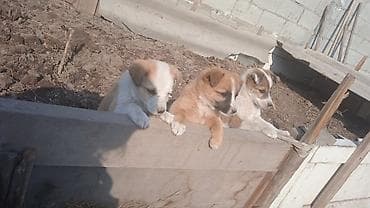 Щенки-дворняжки, помесь средних пород - Возраст: на фото малыши at lalafo.kg Щенки-дворняжки, помесь средних пород - Возраст: на фото малыши