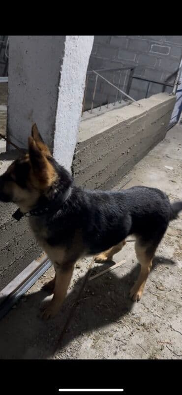 Немецкая овчарка, молодая собака классического черно‑подпалого окраса at lalafo.kg Немецкая овчарка, молодая собака классического черно‑подпалого окраса