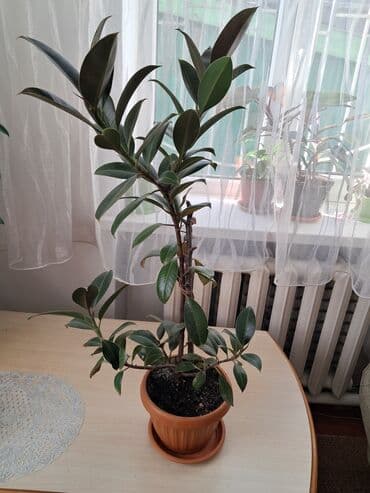 Фикус at lalafo.kg Фикус