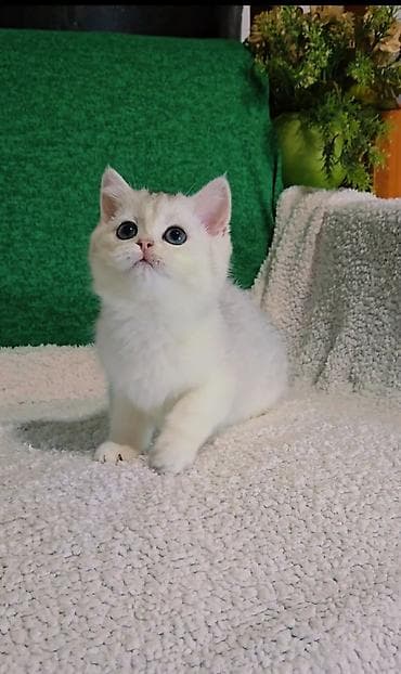 Шиншиллалар: Шотландские котята lalafo.kg да — 6 Шиншиллалар: Шотландские котята — 6