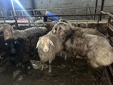 Продаю | Овца (самка) | Для разведения | Матка at lalafo.kg Продаю | Овца (самка) | Для разведения | Матка