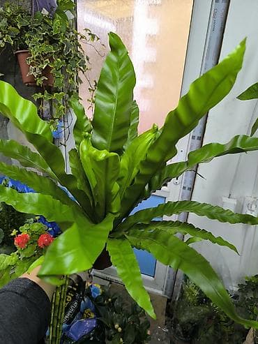 Комнатные растения: нефролепис (папоротник «Птичье гнездо»/Asplenium at lalafo.kg Комнатные растения: нефролепис (папоротник «Птичье гнездо»/Asplenium