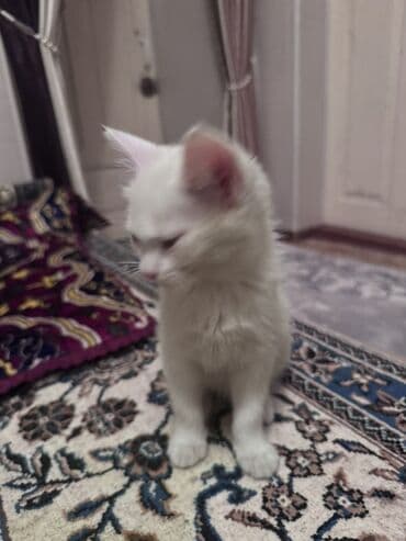 3 месяца, Девочка, Белый at lalafo.kg 3 месяца, Девочка, Белый