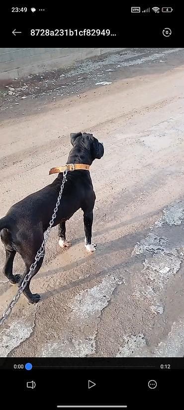 Lotus: Питбуль, 7 месяцев, Самка, С прививкой at lalafo.kg — 4 Lotus: Питбуль, 7 месяцев, Самка, С прививкой — 4