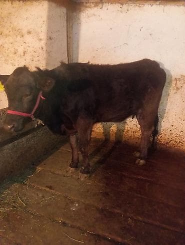 Продаю | Музоо, торпок | Абердин-ангус | Привязанные at lalafo.kg Продаю | Музоо, торпок | Абердин-ангус | Привязанные