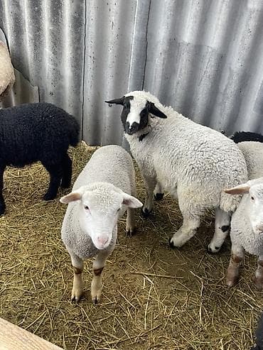 Продаю | Ягненок | Для разведения at lalafo.kg Продаю | Ягненок | Для разведения