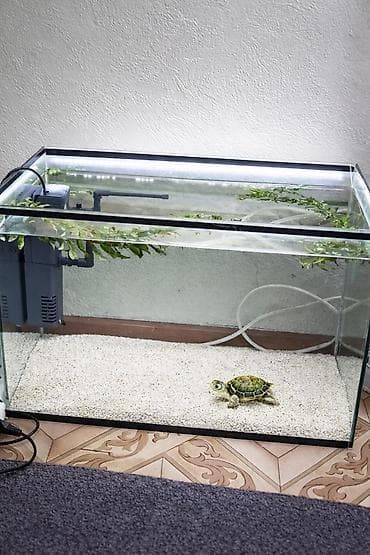 Продам аквариум на 40 литров со всем содержимым: Фильтр, песок at lalafo.kg Продам аквариум на 40 литров со всем содержимым: Фильтр, песок