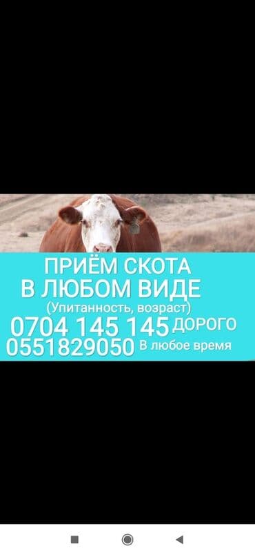 Куплю | Коровы, быки, Лошади, кони, Другие с/х животные | Круглосуточно, Любое состояние, Забитый at lalafo.kg Куплю | Коровы, быки, Лошади, кони, Другие с/х животные | Круглосуточно, Любое состояние, Забитый