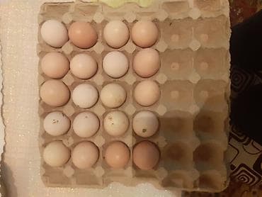 Продаю | Инкубационные яйца | Несушки at lalafo.kg Продаю | Инкубационные яйца | Несушки