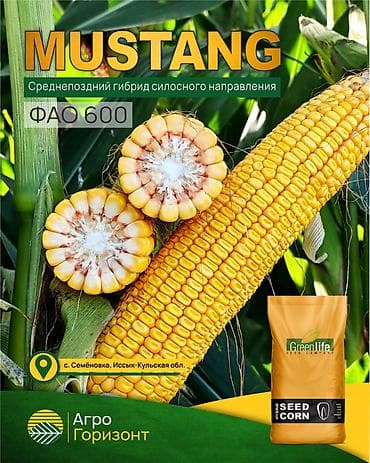 В наличии семена кукурузы MUSTANG (ФАО 600) Среднепоздний гибрид at lalafo.kg В наличии семена кукурузы MUSTANG (ФАО 600) Среднепоздний гибрид