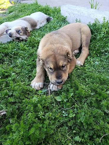 Алабай, 3 месяца, Самка, С прививкой at lalafo.kg Алабай, 3 месяца, Самка, С прививкой