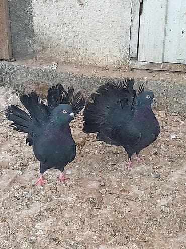 Продаю голубей пару павленов жуков Павлиний голубь, окраска at lalafo.kg Продаю голубей пару павленов жуков Павлиний голубь, окраска