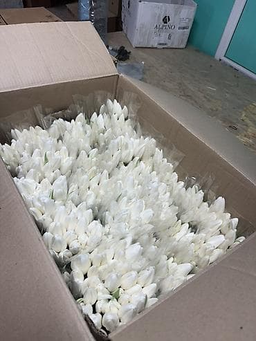 🌷 Большие голландские тюльпаны — оптом и в розницу с доставкой 🌷 at lalafo.kg 🌷 Большие голландские тюльпаны — оптом и в розницу с доставкой 🌷