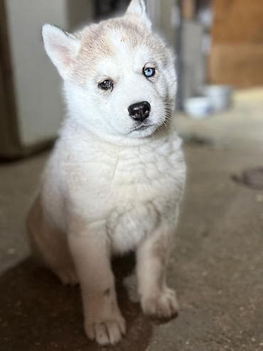 Хаски, 1 месяц, Самка at lalafo.kg Хаски, 1 месяц, Самка