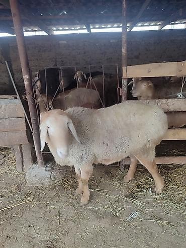 Продаю | Баран (самец) | Арашан | Для разведения | Племенные, Осеменитель at lalafo.kg Продаю | Баран (самец) | Арашан | Для разведения | Племенные, Осеменитель