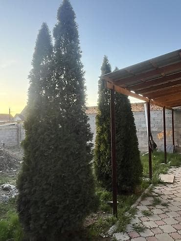 Туя западная (форма колонновидная/пирамидальная) — взрослые at lalafo.kg Туя западная (форма колонновидная/пирамидальная) — взрослые