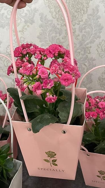 Монстерлер: Горшечные каланхоэ в подарочных пакетах - Цветение: обильные соцветия lalafo.kg да — 7 Монстерлер: Горшечные каланхоэ в подарочных пакетах - Цветение: обильные соцветия — 7