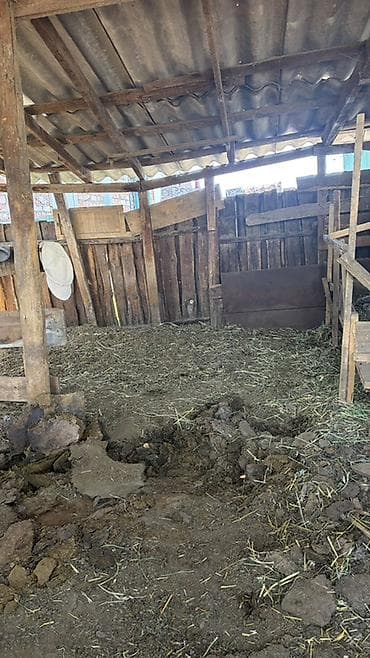 Навоз бараний
Бесплатно
Где-то два портера выйдет at lalafo.kg Навоз бараний
Бесплатно
Где-то два портера выйдет
