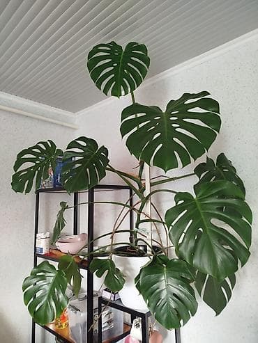 Монстера делициоза (Monstera deliciosa) — крупное лиановидное at lalafo.kg Монстера делициоза (Monstera deliciosa) — крупное лиановидное