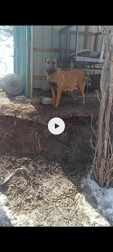 Щенки от рабочей пары (мать на фото) — щенки бельгийской овчарки at lalafo.kg Щенки от рабочей пары (мать на фото) — щенки бельгийской овчарки
