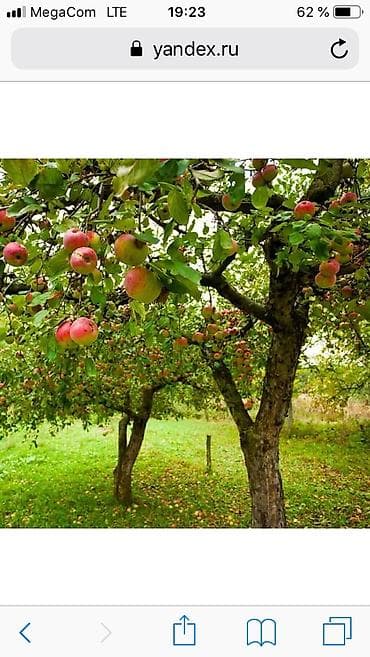 Huanghai: Обрезка деревьев, обрезка плодовых деревьев, формировка деревьев lalafo.kg да — 3 Huanghai: Обрезка деревьев, обрезка плодовых деревьев, формировка деревьев — 3