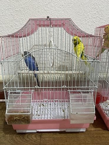 Клетка для волнистых попугаев с аксессуарами. - Материал at lalafo.kg Клетка для волнистых попугаев с аксессуарами. - Материал