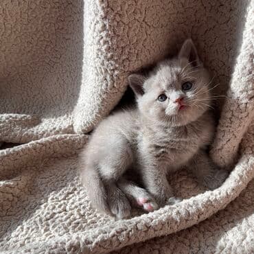 Скотиш Страйт (Шотландская прямоухая), 1 месяц, Девочка, Лиловый, Приучена к лотку at lalafo.kg Скотиш Страйт (Шотландская прямоухая), 1 месяц, Девочка, Лиловый, Приучена к лотку