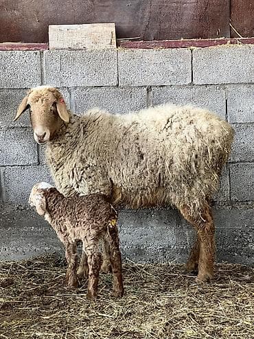 Продаю | Овца (самка) | Для разведения at lalafo.kg Продаю | Овца (самка) | Для разведения