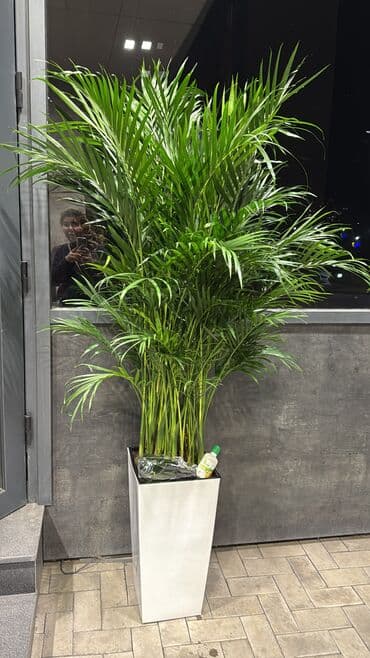 Напольные пальмы для интерьера (арека/ховея) - Крупные, пышные at lalafo.kg Напольные пальмы для интерьера (арека/ховея) - Крупные, пышные