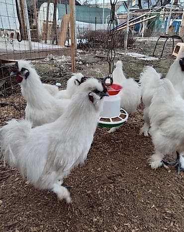 Продаю Китайских шелковых кур молодые от 1 года до 2-ух лет at lalafo.kg Продаю Китайских шелковых кур молодые от 1 года до 2-ух лет