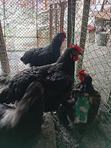 Продаю | Куры | Для разведения at lalafo.kg Продаю | Куры | Для разведения