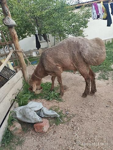 Продаю | Баран (самец) | Арашан | Для разведения | Осеменитель at lalafo.kg Продаю | Баран (самец) | Арашан | Для разведения | Осеменитель