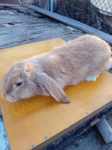 Продаю | Кролик самец | Для разведения | Племенные at lalafo.kg Продаю | Кролик самец | Для разведения | Племенные