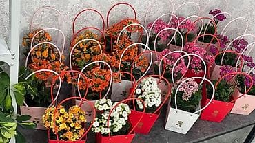 Монстерлер: Горшечные каланхоэ в подарочных пакетах - Цветение: обильные соцветия lalafo.kg да — 3 Монстерлер: Горшечные каланхоэ в подарочных пакетах - Цветение: обильные соцветия — 3