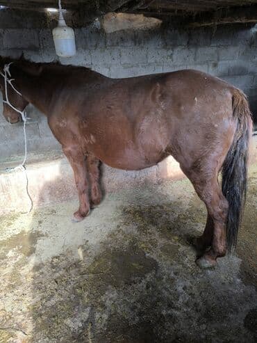 Продаю | Кобыла (самка) | На забой at lalafo.kg Продаю | Кобыла (самка) | На забой
