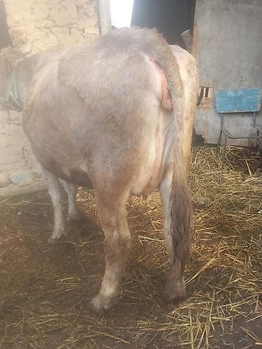 Продаю | Корова (самка) | Для молока | Привязанные at lalafo.kg Продаю | Корова (самка) | Для молока | Привязанные