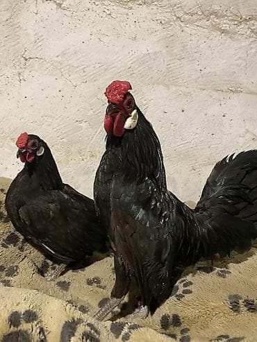 Продаю | Петух, Куры | Для разведения at lalafo.kg Продаю | Петух, Куры | Для разведения