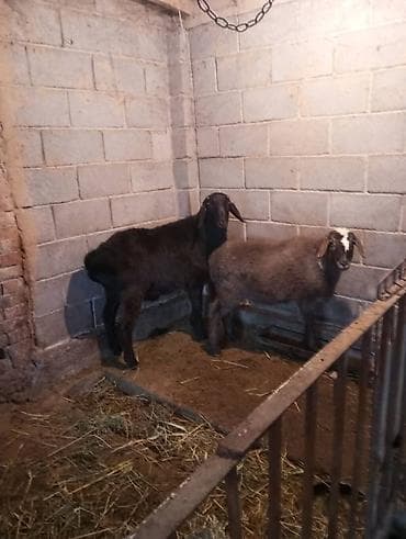 Продаю | Овца (самка), Баран (самец) at lalafo.kg Продаю | Овца (самка), Баран (самец)