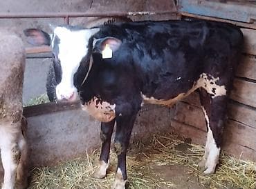 Продаю | Бык (самец) | Голштин | На откорм, Для разведения | Искусственник at lalafo.kg Продаю | Бык (самец) | Голштин | На откорм, Для разведения | Искусственник