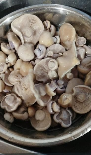 Свежие грибы (пластинчатые, лесные). Подходят для жарки, тушения at lalafo.kg Свежие грибы (пластинчатые, лесные). Подходят для жарки, тушения