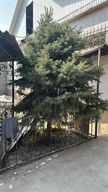 Живая ель (возможно, ель колючая/голубая) для пересадки. - Пышная at lalafo.kg Живая ель (возможно, ель колючая/голубая) для пересадки. - Пышная