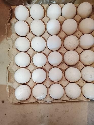 Куриные яйца, белые, в лотке на 30 шт. - Натуральные домашние яйца - at lalafo.kg Куриные яйца, белые, в лотке на 30 шт. - Натуральные домашние яйца -