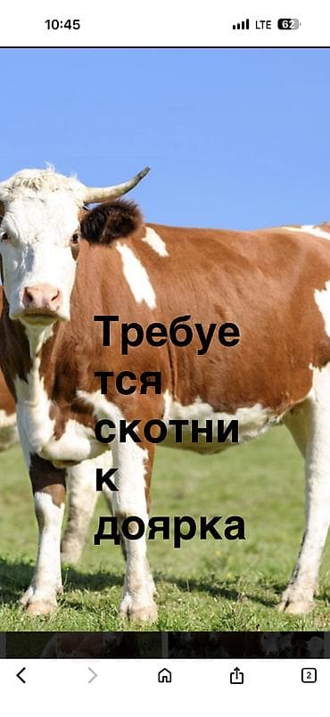 Требуется скотник доярка at lalafo.kg Требуется скотник доярка