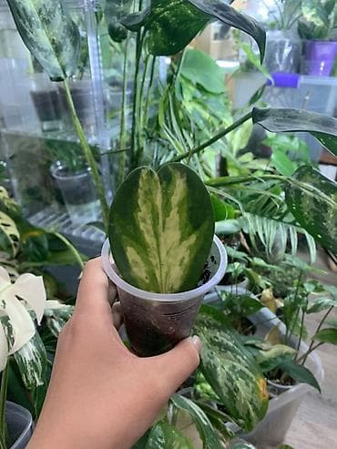 Продам 2 цветочка 1)хойя керри вариегата 2)алоказия гагеана аурея оба at lalafo.kg Продам 2 цветочка 1)хойя керри вариегата 2)алоказия гагеана аурея оба