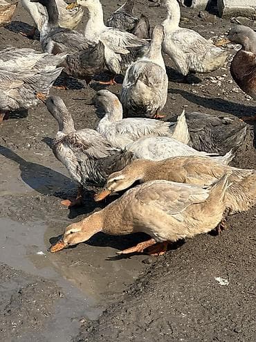 Утки молодые крупные
Домашние at lalafo.kg Утки молодые крупные
Домашние