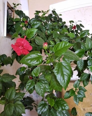 Крупное комнатное растение — гибискус (китайская роза) в большом белом at lalafo.kg Крупное комнатное растение — гибискус (китайская роза) в большом белом