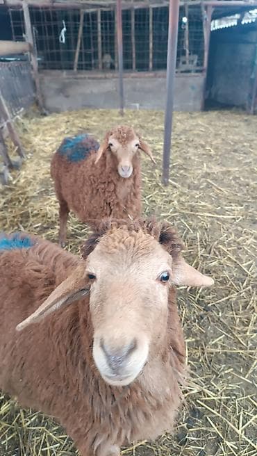 Продаю | Ягненок at lalafo.kg Продаю | Ягненок